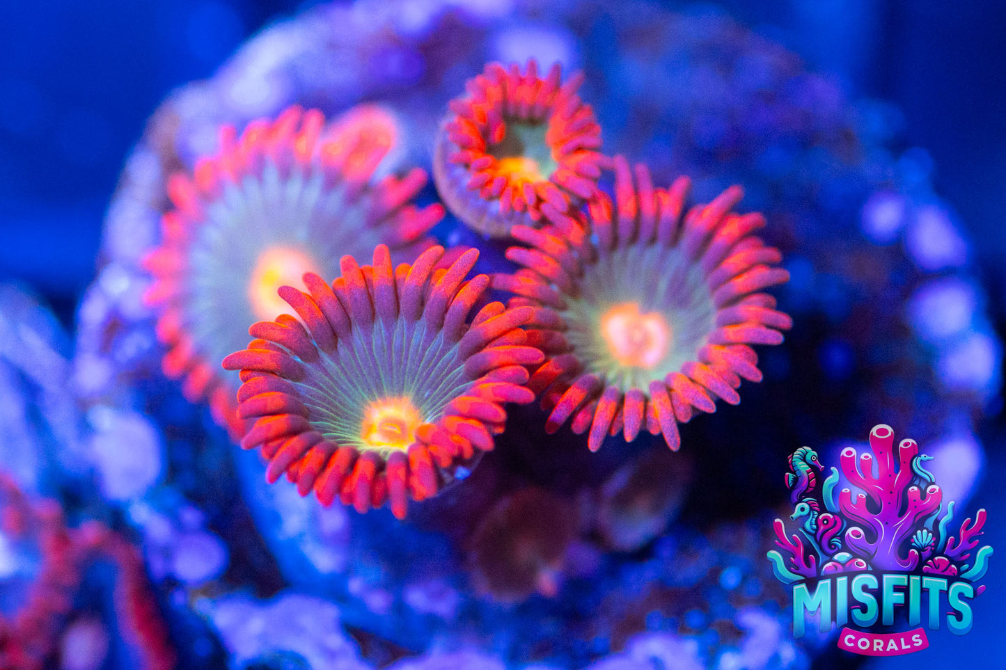 Gatorade Zoa