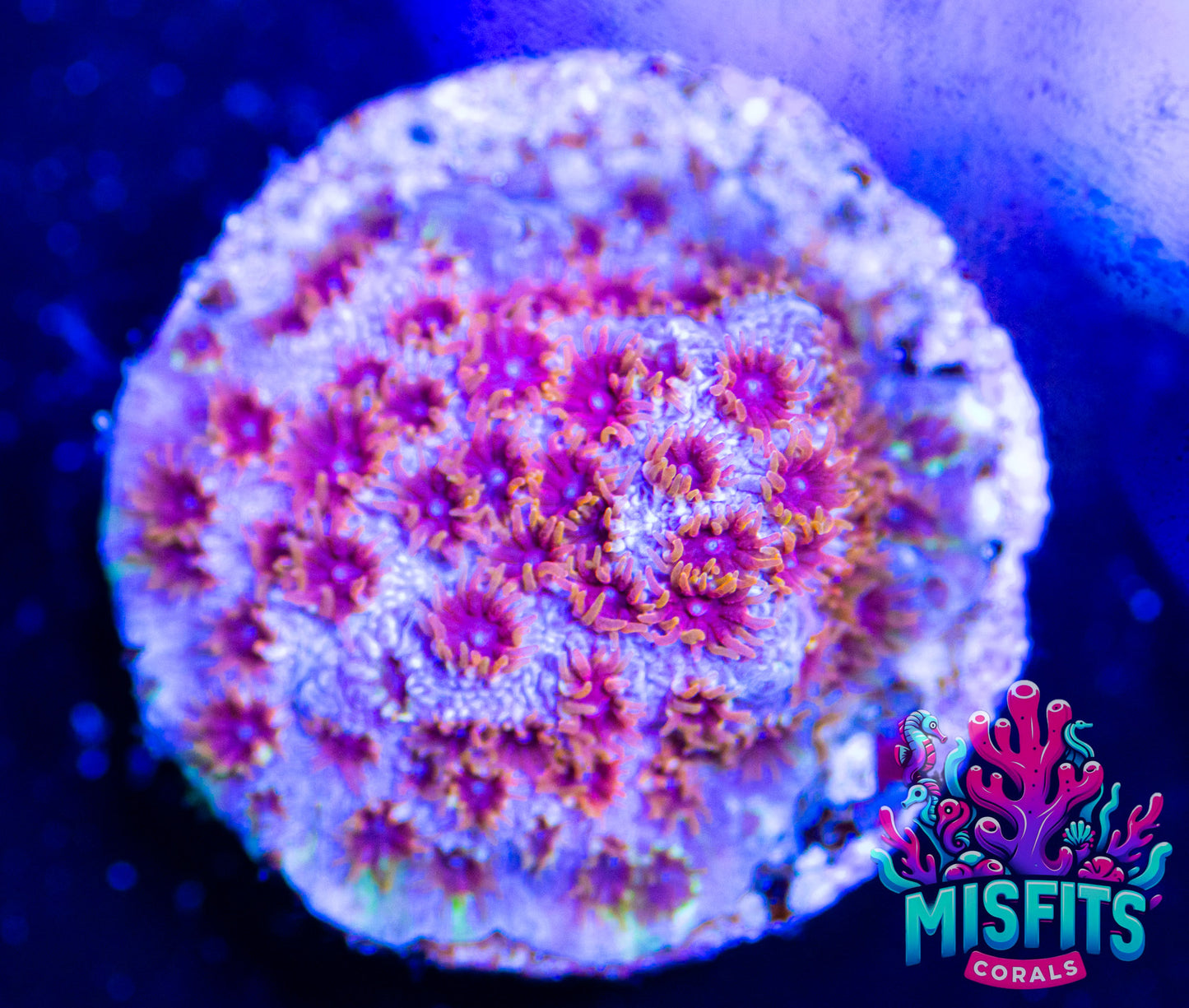 WWC Skittles Bomb Cyphastrea (Almost WYSIWYG)