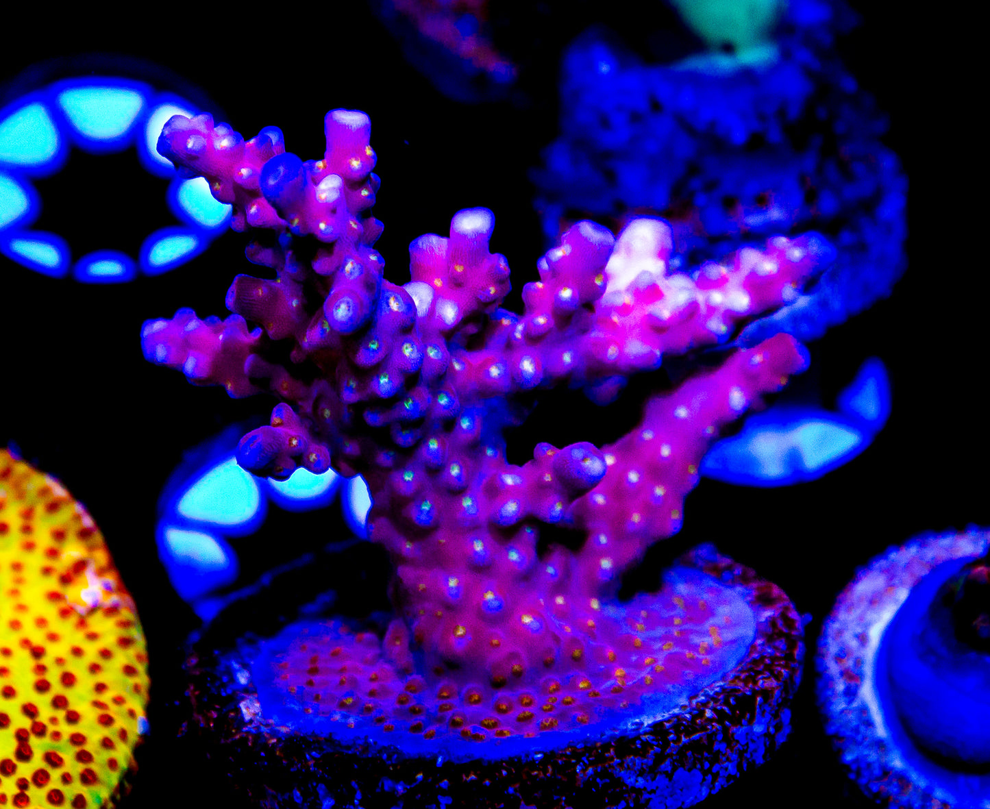 Merlins Wizard Acropora MD (Almost WYSIWYG)