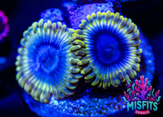 Mr Meeseeks Zoa (WYSIWYG)