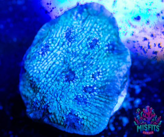 Glacial Freeze Stunner Chalice Frag (ALMOST WYSIWYG)
