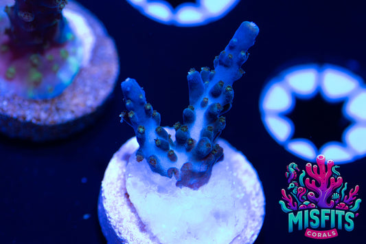 Pearlberry Acropora (WYSIWYG)