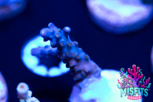Pearlberry Acropora (WYSIWYG)