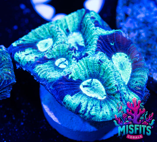 Goniastrea Frag (WYSIWYG)