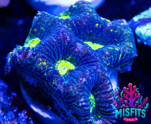 Goniastrea Frag (WYSIWYG)