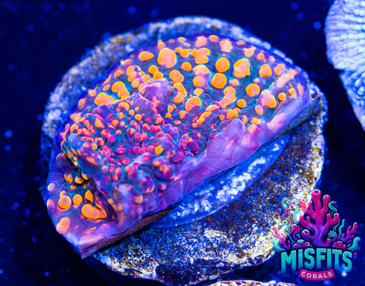 CC Cloudberries Chalice Frag (WYSIWYG)