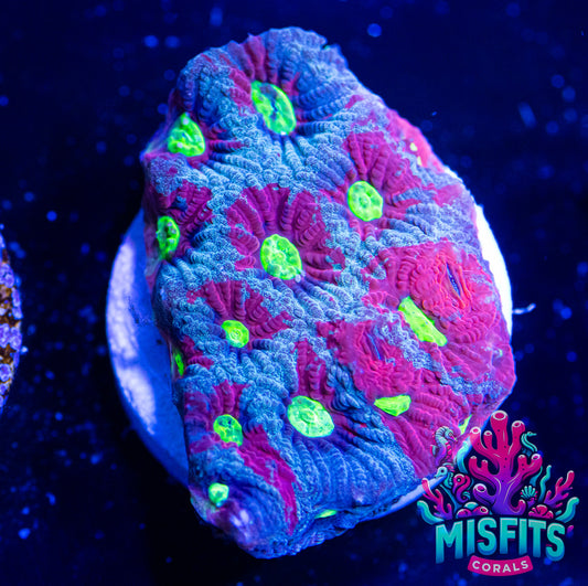 War Coral Favites Marbled  (WYSIWYG)