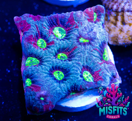 War Coral Favites Marbled  (WYSIWYG)