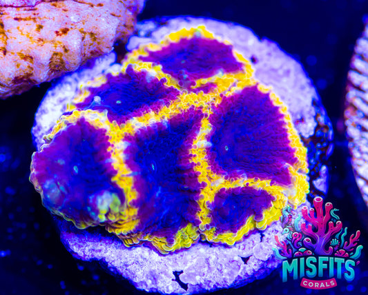 Wolverine Favia Frag (Almost WYSIWYG)