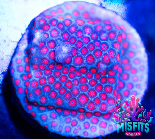 Superman Porites Frag