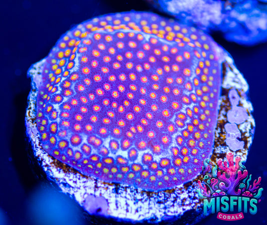 Twisted Metal Stylocoeniella Frag
