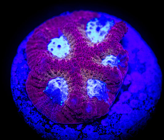Magma Frost Favia Frag ( Almost WYSIWYG)