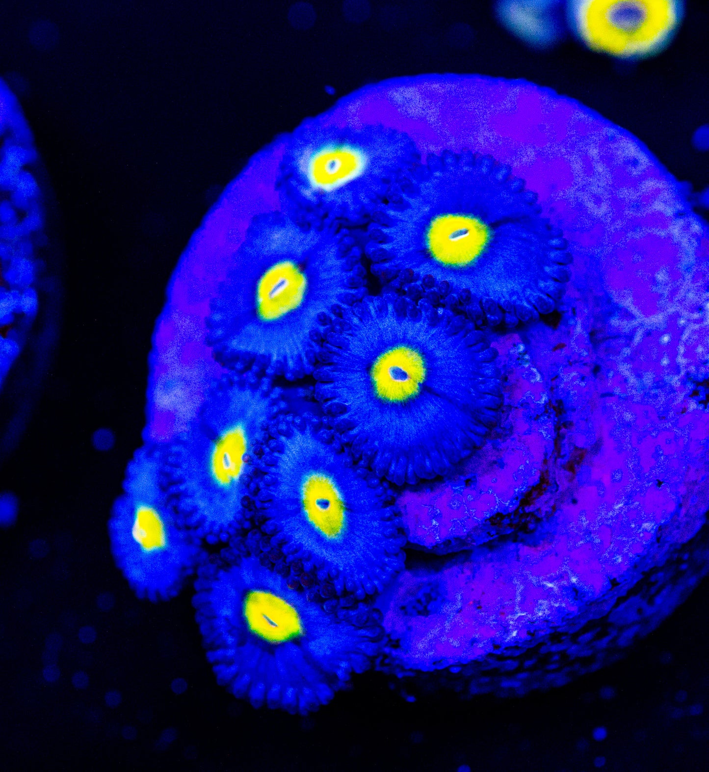 WWC AOI Zoanthid Frag